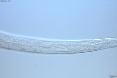 Prismatolaimus