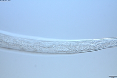 Prismatolaimus