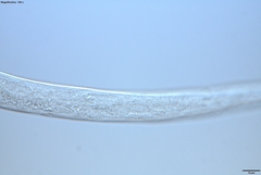 Prismatolaimus