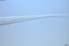 Prismatolaimus