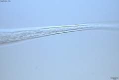 Prismatolaimus