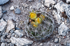 Coryphantha delicata