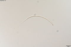 Prismatolaimus