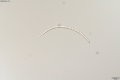 Prismatolaimus