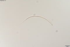 Prismatolaimus