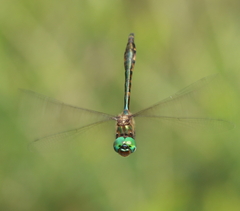 Hemicordulia continentalis