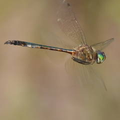 Hemicordulia continentalis