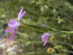 Dianthus ciliatus
