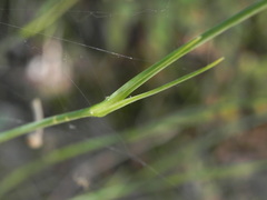 Dianthus ciliatus