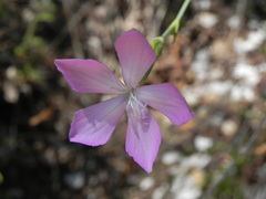 Dianthus ciliatus