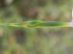 Dianthus ciliatus