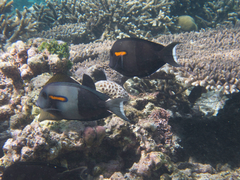 Acanthurus olivaceus