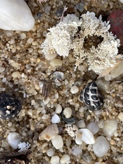 Tenguella marginalba