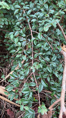 Loropetalum chinense