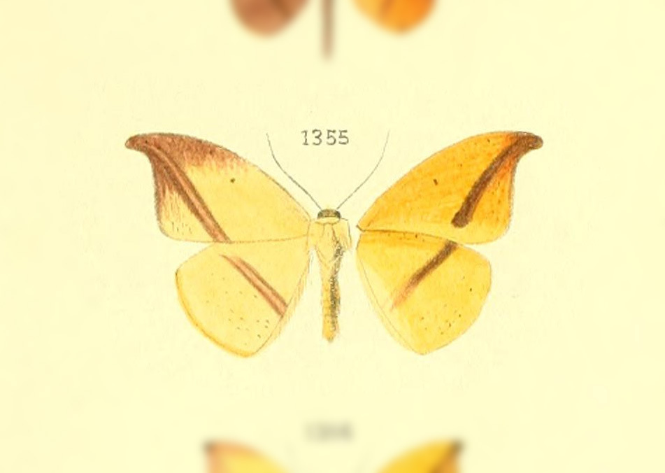 Patalene humerata