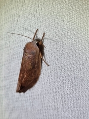 Cryptophasa rubescens