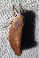 Cryptophasa rubescens