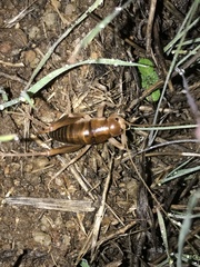 Ceuthophilus hesperus