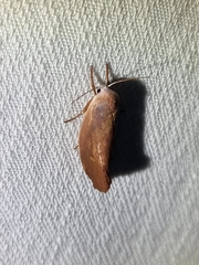 Cryptophasa rubescens