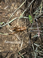 Ceuthophilus hesperus