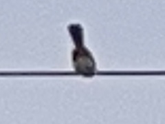 Pycnonotus aurigaster