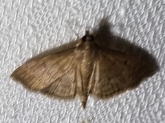 Herpetogramma licarsisalis