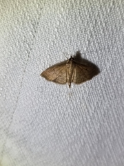 Herpetogramma licarsisalis