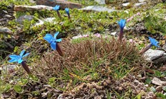 Gentiana brachyphylla