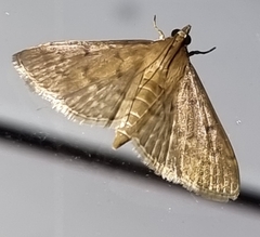 Herpetogramma licarsisalis
