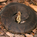 Eastern Cottonmouth - Photo (c) Todd Pierson, some rights reserved (CC BY-NC-SA)