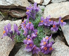 Linaria alpina