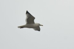 Larus argentatus