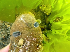Chiton glaucus