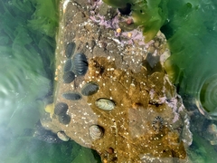 Chiton glaucus