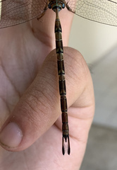 Gynacantha subinterrupta