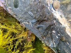 Chiton glaucus
