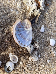 Haliotis coccoradiata