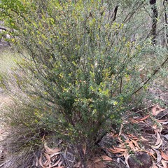 Micrantheum ericoides