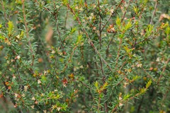 Micrantheum ericoides