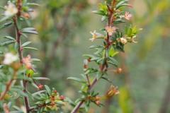 Micrantheum ericoides