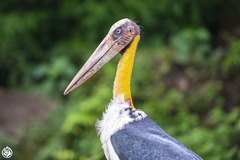 Leptoptilos javanicus