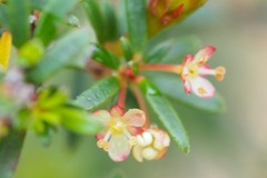 Micrantheum ericoides