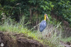 Leptoptilos javanicus