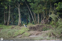 Leptoptilos javanicus