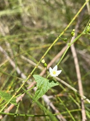 Zehneria cunninghamii