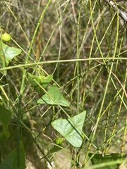 Zehneria cunninghamii