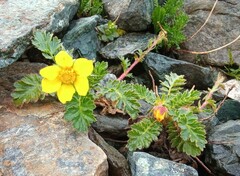Geum reptans