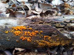 Dacrymyces stillatus