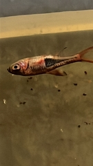 Trigonostigma heteromorpha