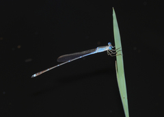 Indolestes insularis